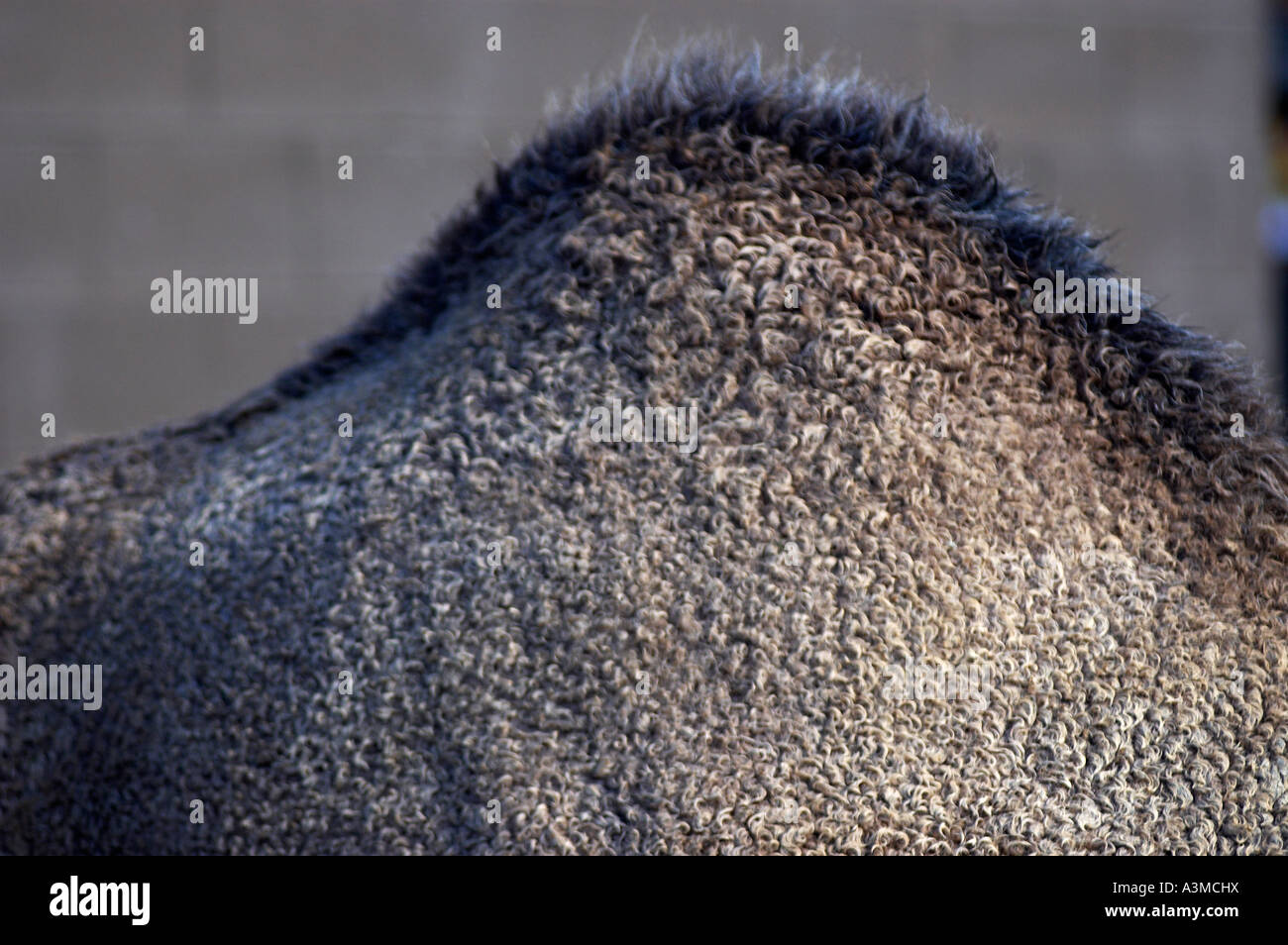 close up detail camels hump dromedary dromedaris quadraped Stock Photo