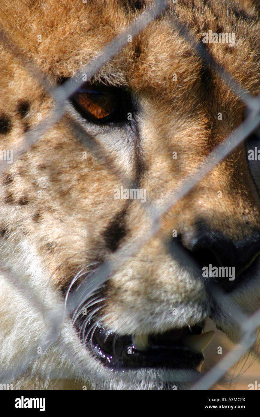 a caged cheetah Stock Photo