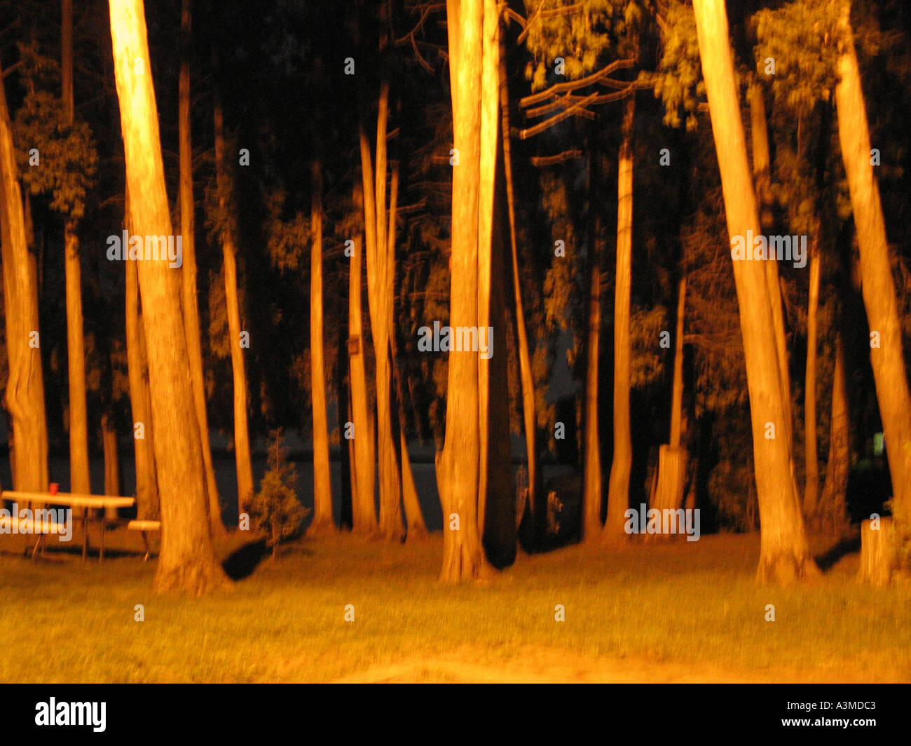 Haunted woods overlooking lake tree tall dark scary forest environment hires stock photography