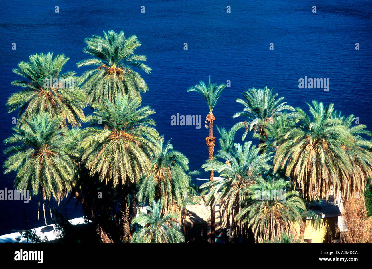 Palm trees beside Nile River Egypt Stock Photo Alamy