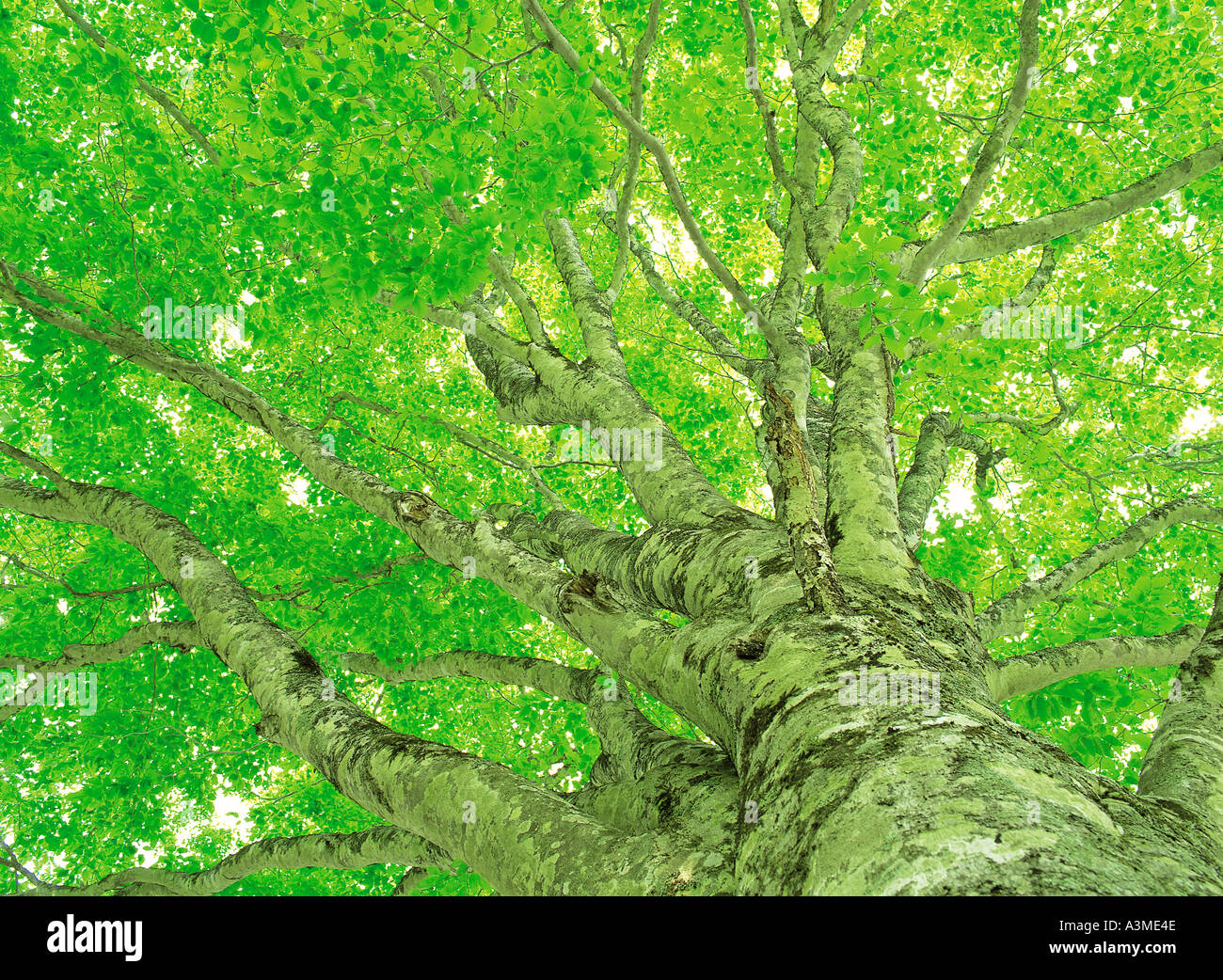 Nature Tree Trees Stock Photo