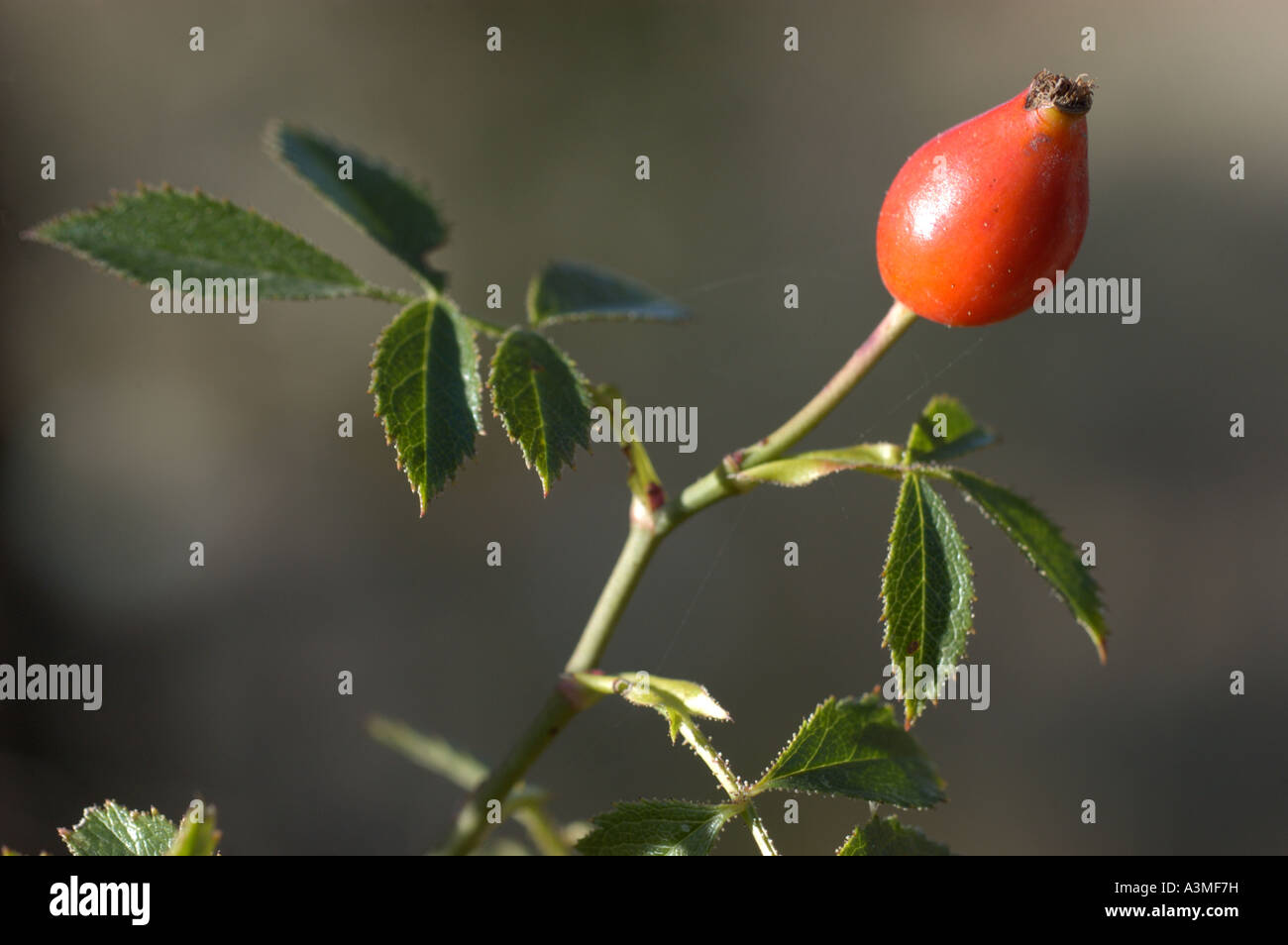 Rosa canina fruit Stock Photo