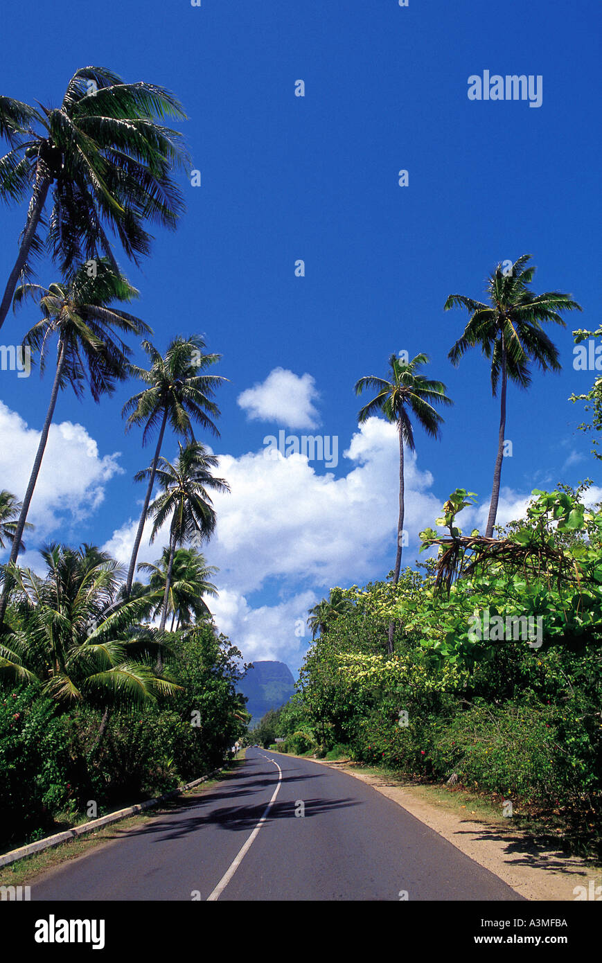 Road palm trees hi-res stock photography and images - Alamy