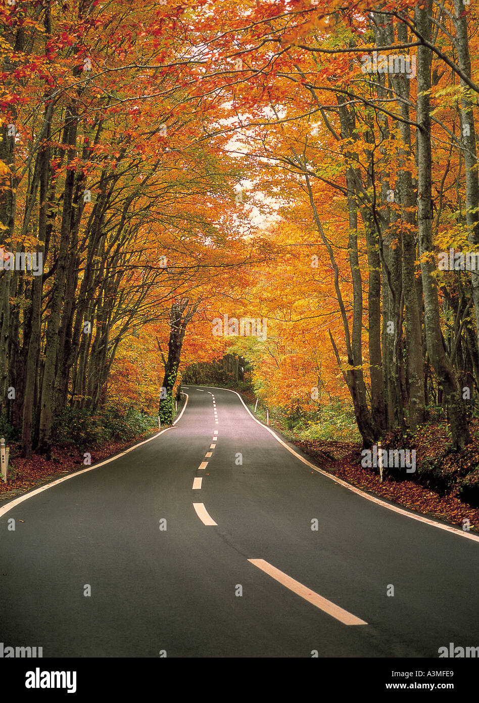 Road Nature Trees Highway Forests Stock Photo - Alamy