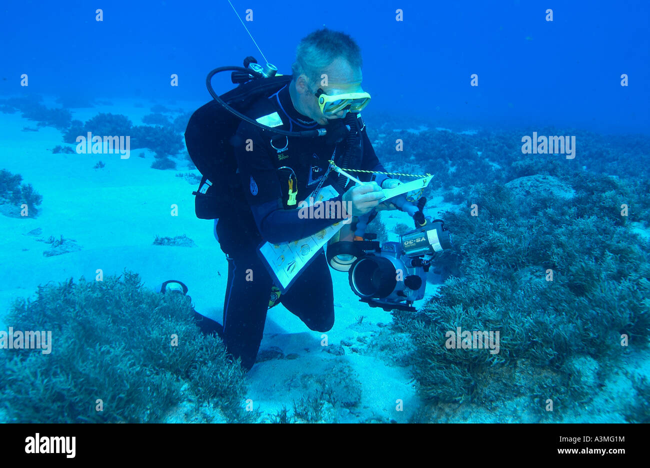 diver doing reef survey Stock Photo