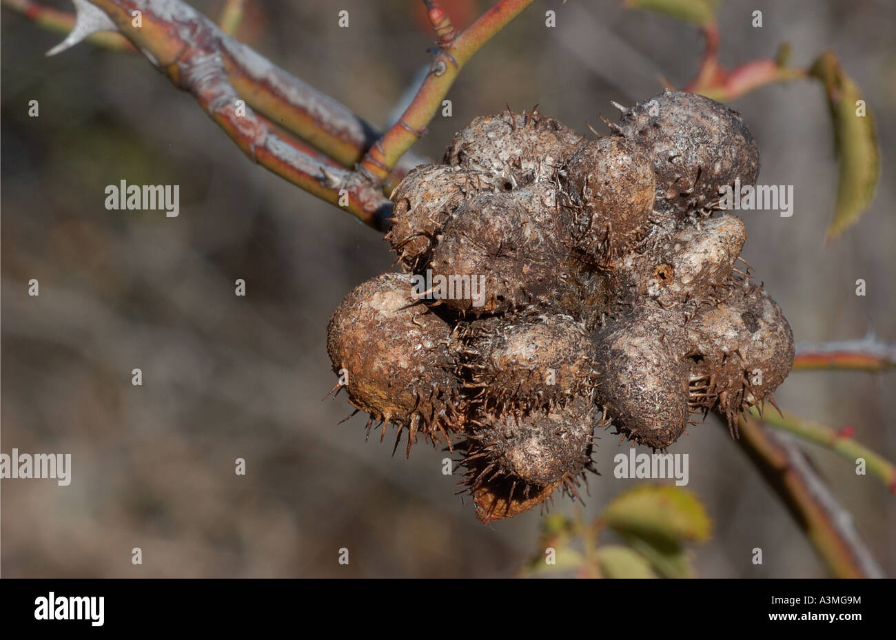 Rosa canina gall Diplolepis rosae Stock Photo