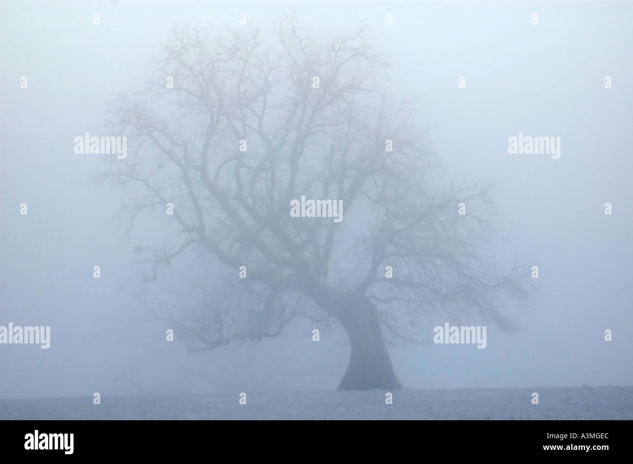Ghostly tree Stock Photo