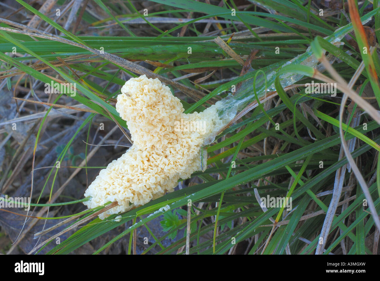 Fungi Mucilago crustacea inmature Stock Photo