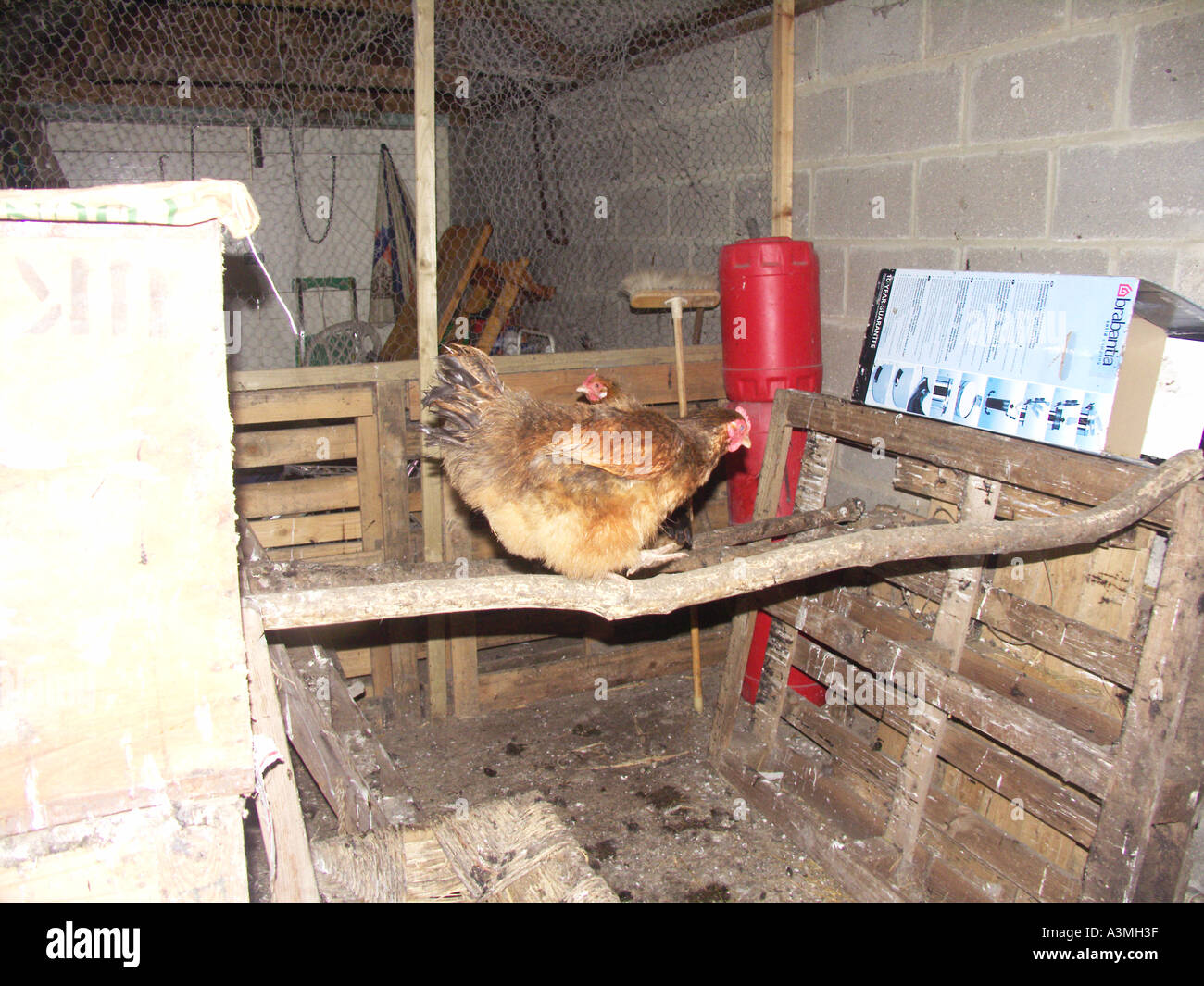 Beautiful Brahma chicken , in a hen house or chicken coop Stock Photo -  Alamy