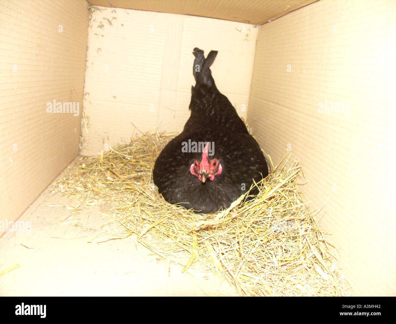 Hen laying an egg on straw in cardboard nesting box Stock Photo - Alamy