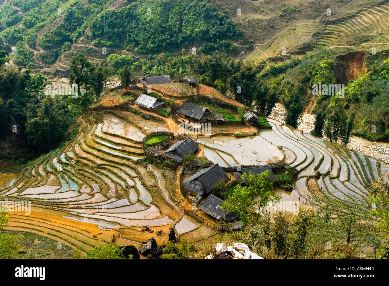 Rice Fields Of Sapa Vietnam Stock Photo Alamy rice-fields-of-sapa-vietnam-stock-photo-alamy