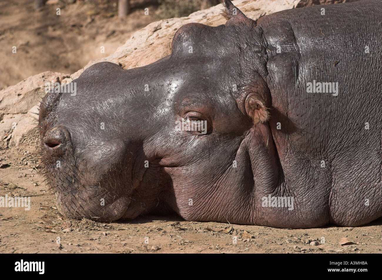 big fat hippo hippopotamus laying napping head african animal wild zoo Stock Photo