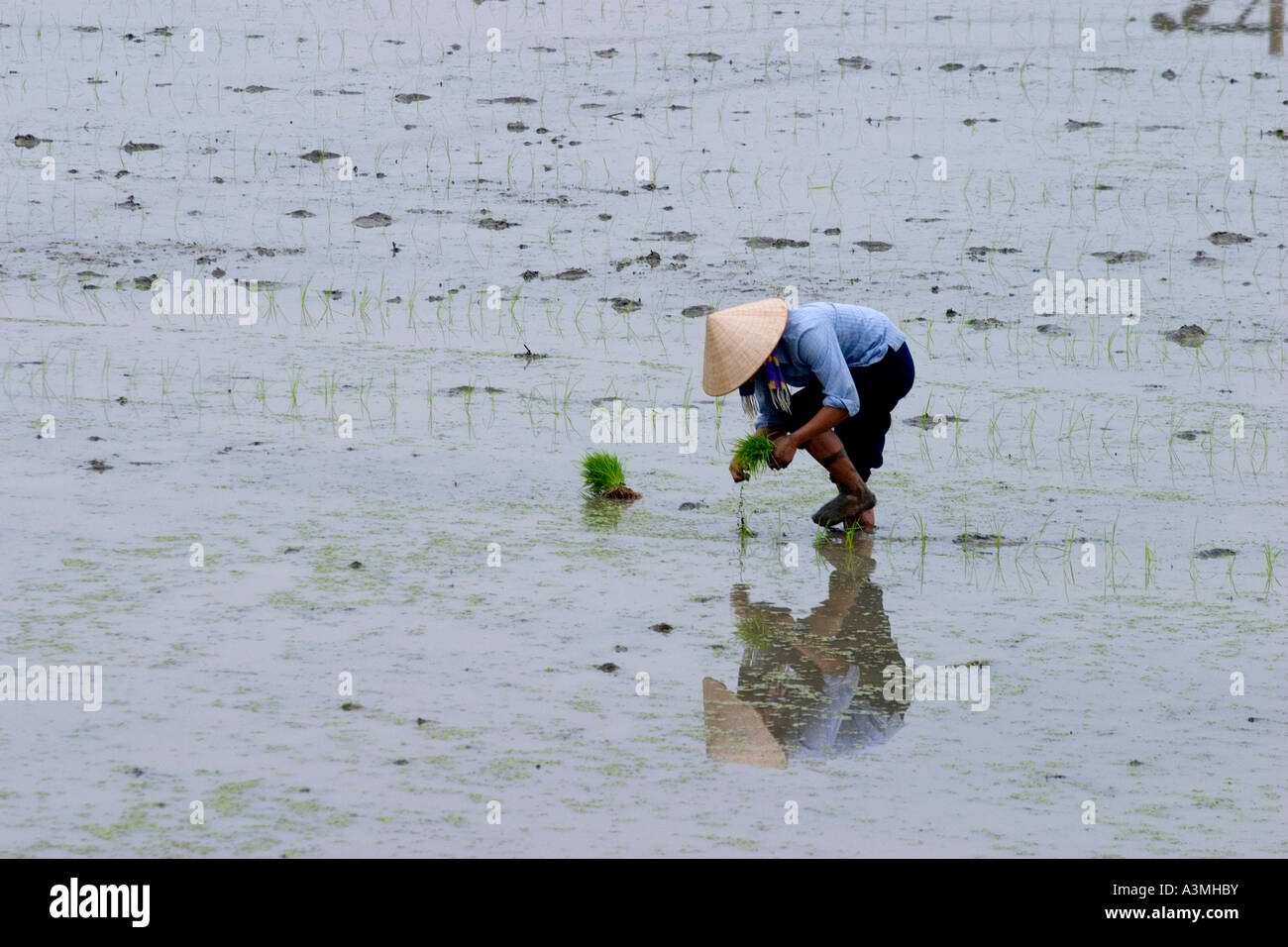 People Working in Rice field between Sapa and Hanoi Stock Photo