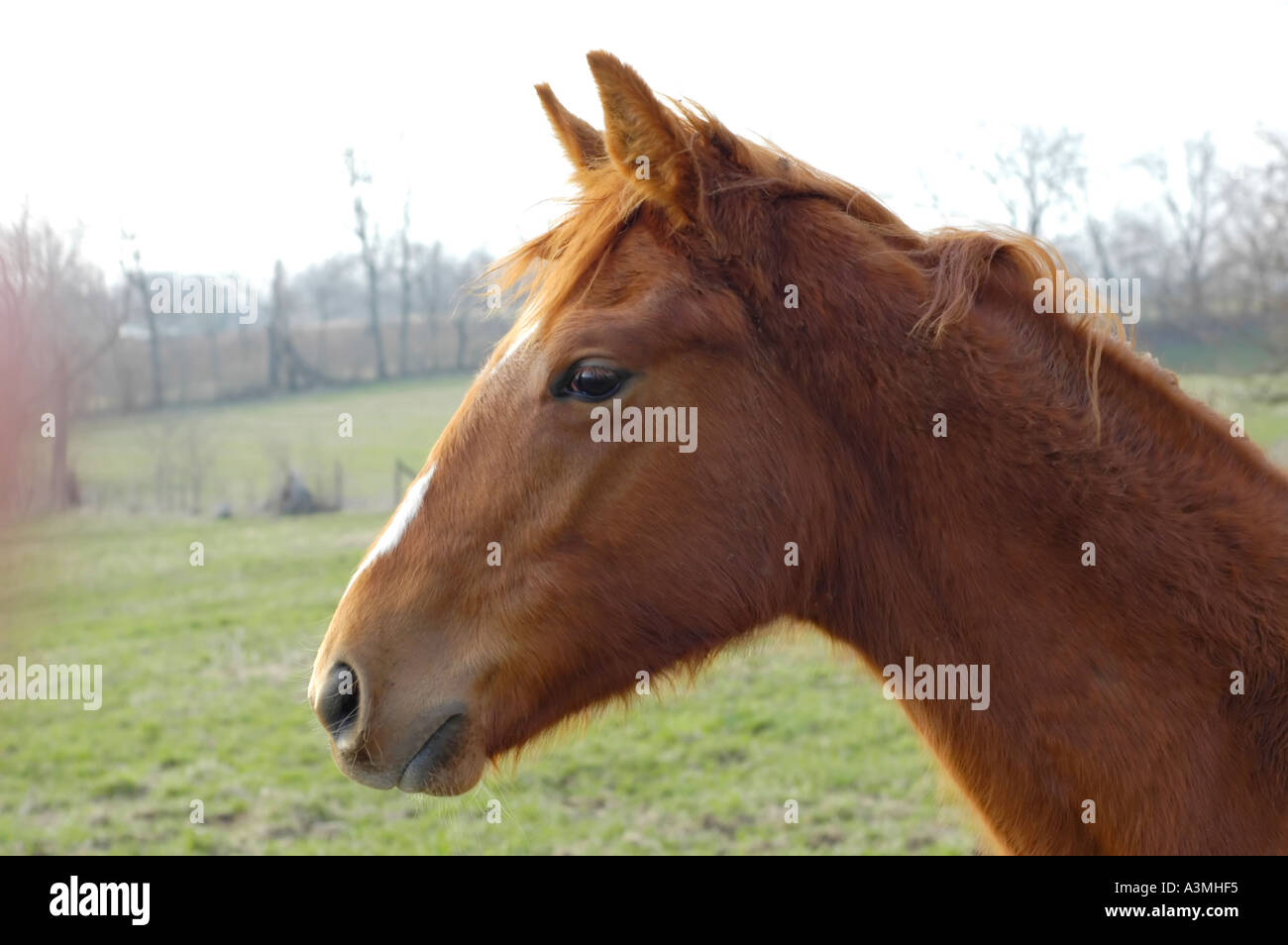 Head profile of a Thoroughbred horse colt in a pasture in the Bluegrass region of Kentucky USA Stock Photo