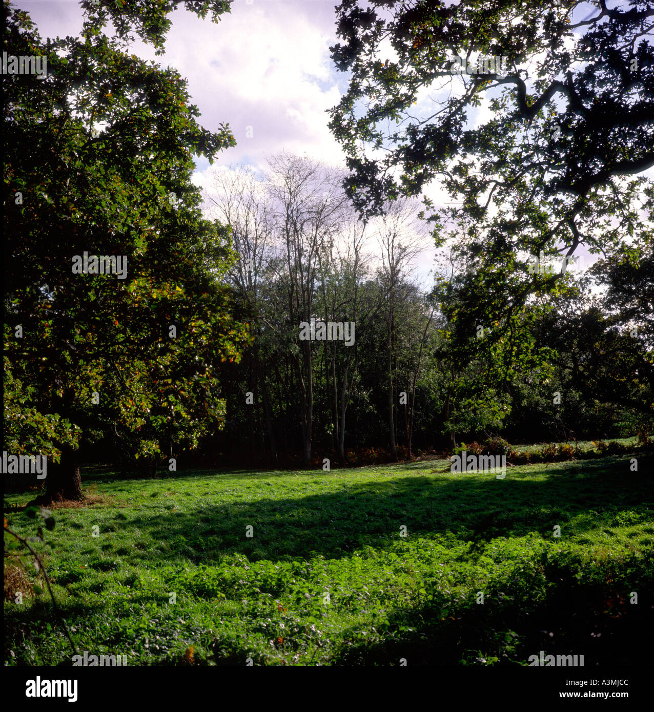 Grassy glade in English deciduous woods Stock Photo Alamy