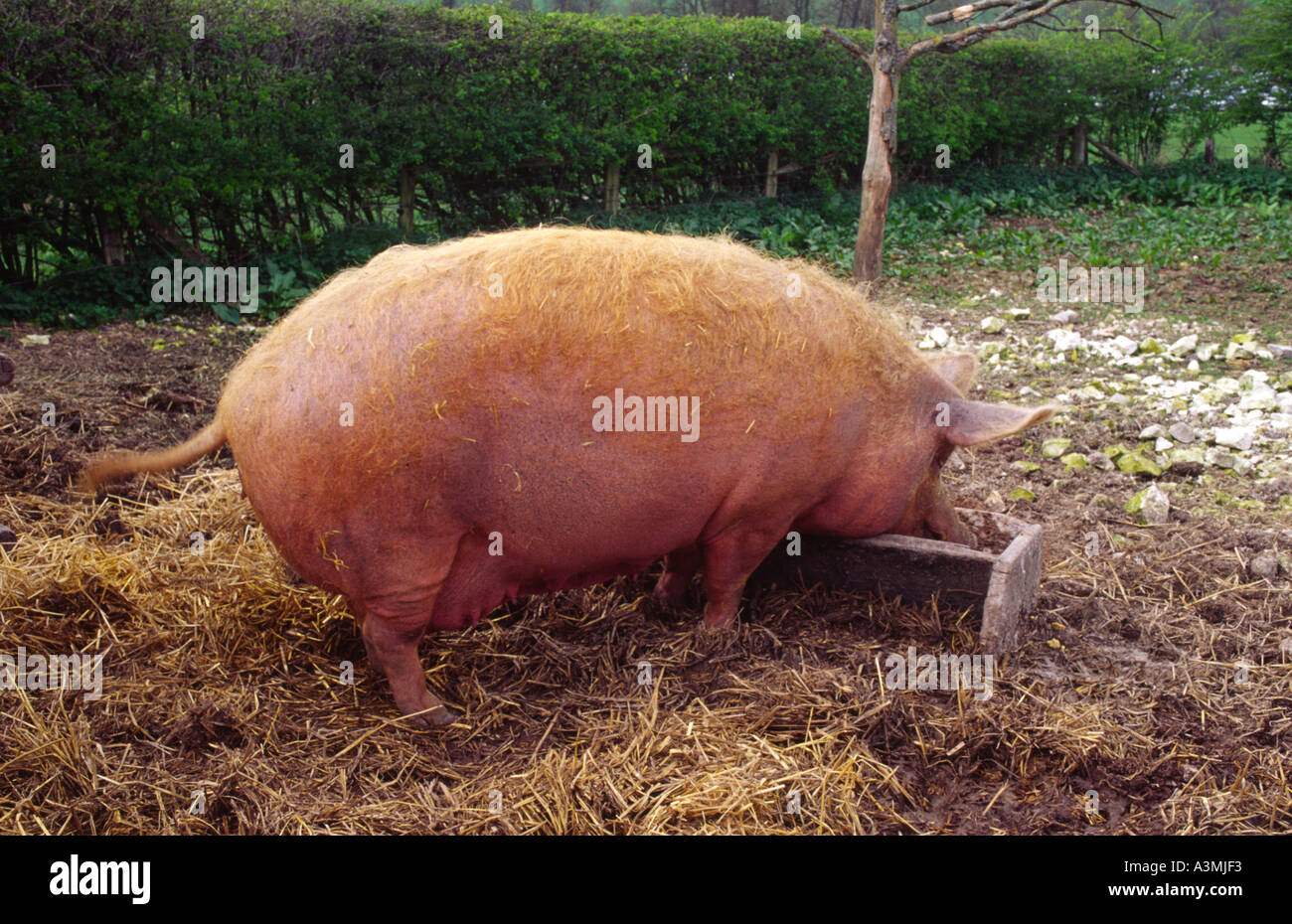 A Big Fat Pig Scoffing Food Stock Photo Alamy