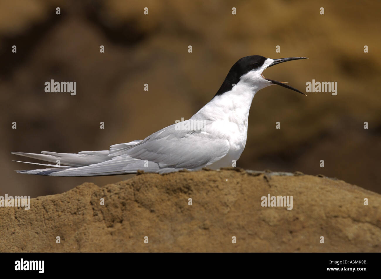 White fronted tern Sterna Striata calling on a rock near South Head on
