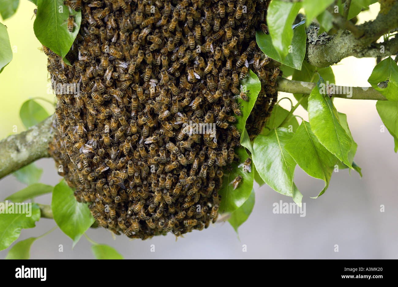 Honey bees swarming in a plum tree in the Cotswolds UK Stock Photo
