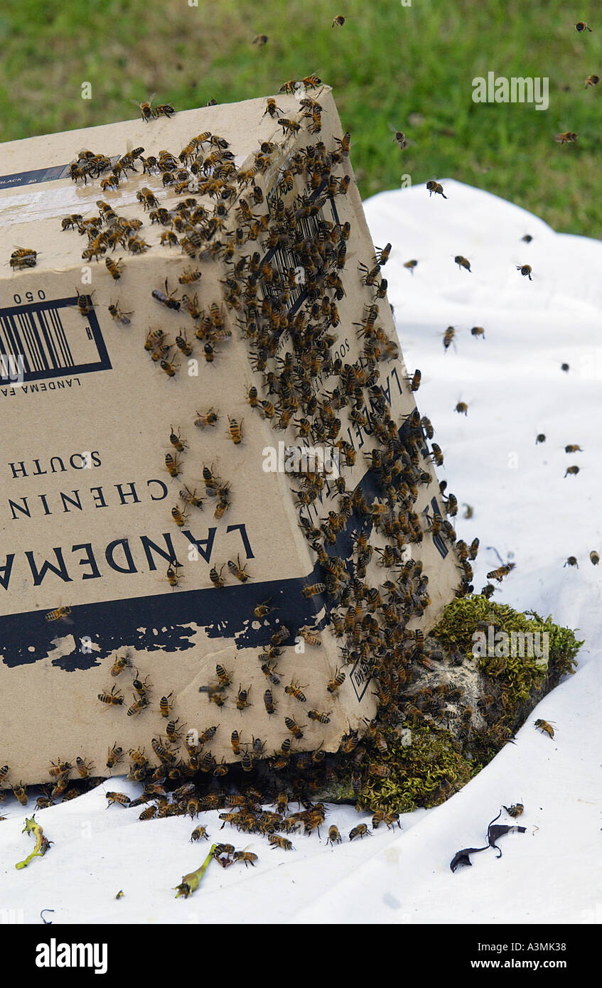 Trapping a swarm of honey bees in a cardboard box Cotswolds UK Stock Photo Alamy