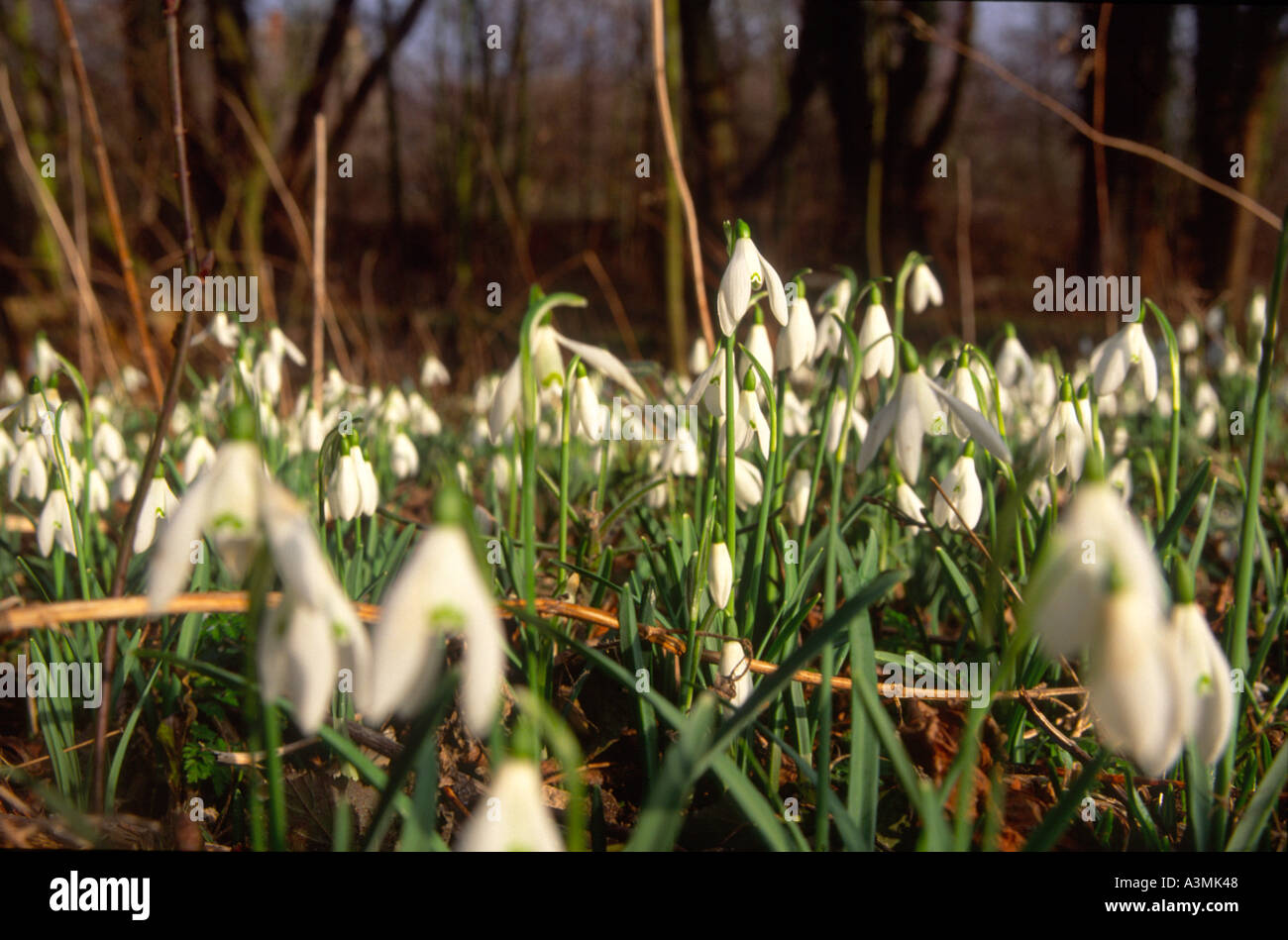 Snowdrops close up snowdrops ganathus nivalis Stock Photo