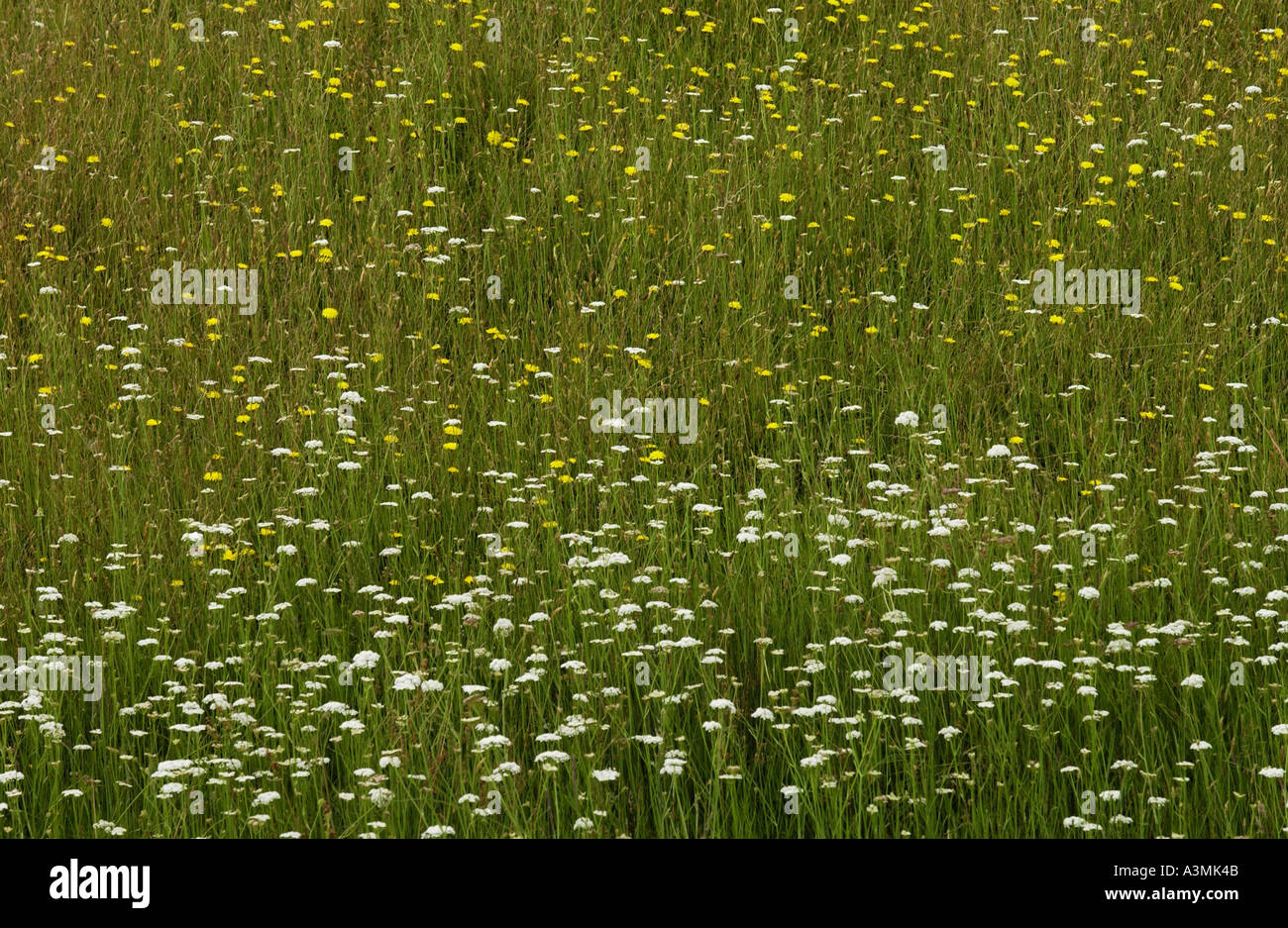 Wild flowers in a meadow North Island New Zealand Stock Photo