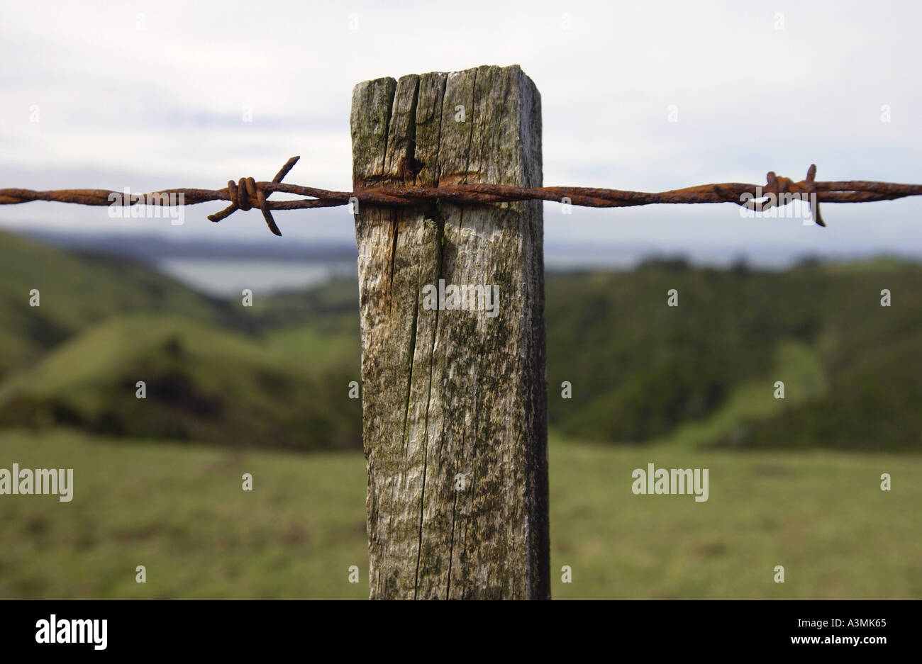 Barbed wire on post covered with moss and lichens North Island New