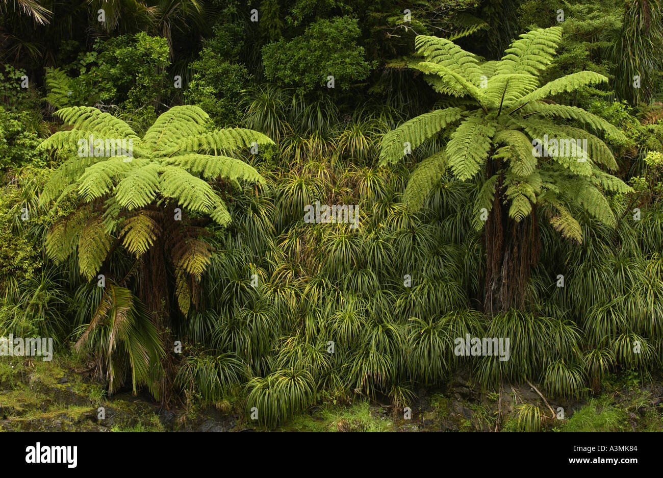 New zealand ferns hi-res stock photography and images - Alamy