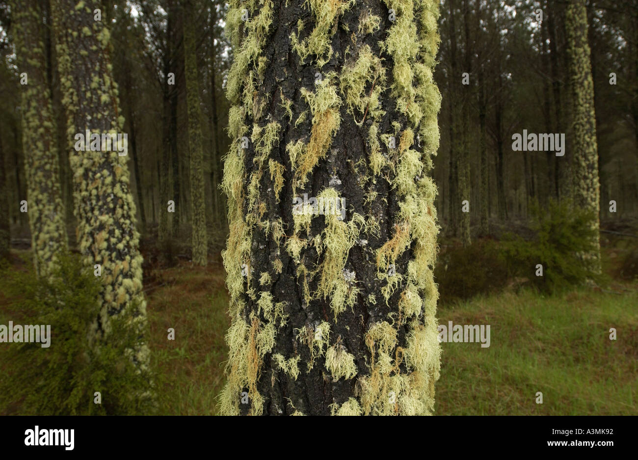 Moss and lichens on tree North Island New Zealand Stock Photo