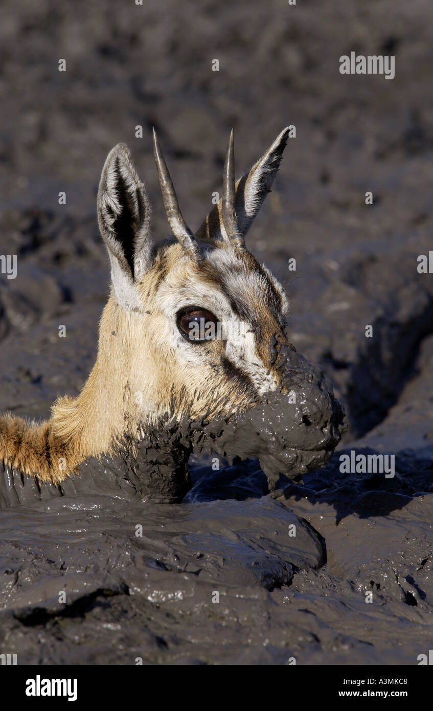 Young Thomsons Gazelle stuck in the mud of a drying river bed Grumeti area Tanzania Stock Photo