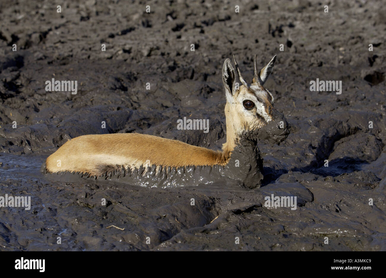 Young Thomsons Gazelle stuck in the mud of a drying river bed Grumeti area Tanzania Stock Photo