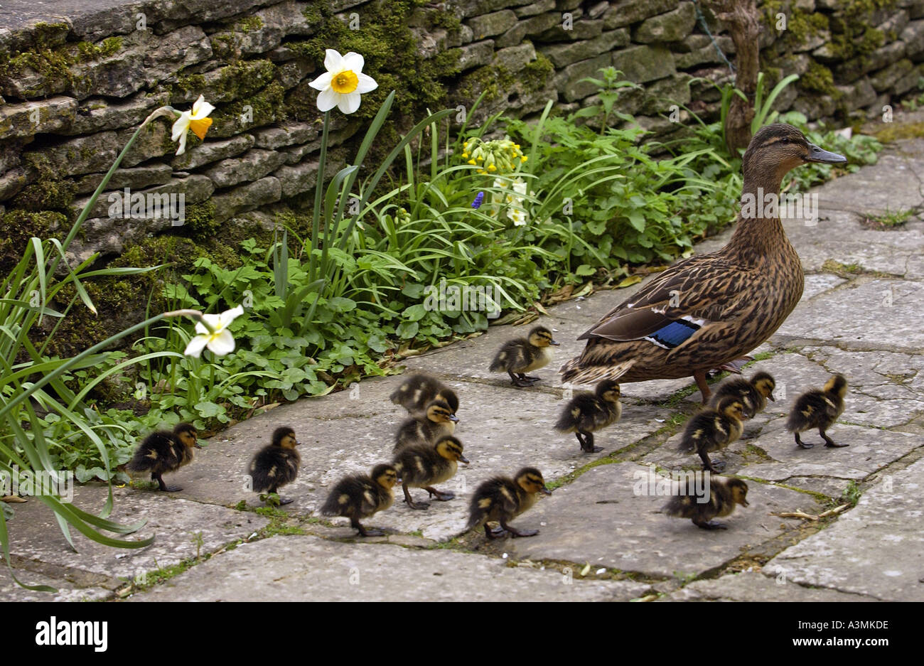 Mallard duck with her thirteen ducklings in an English country garden Stock Photo