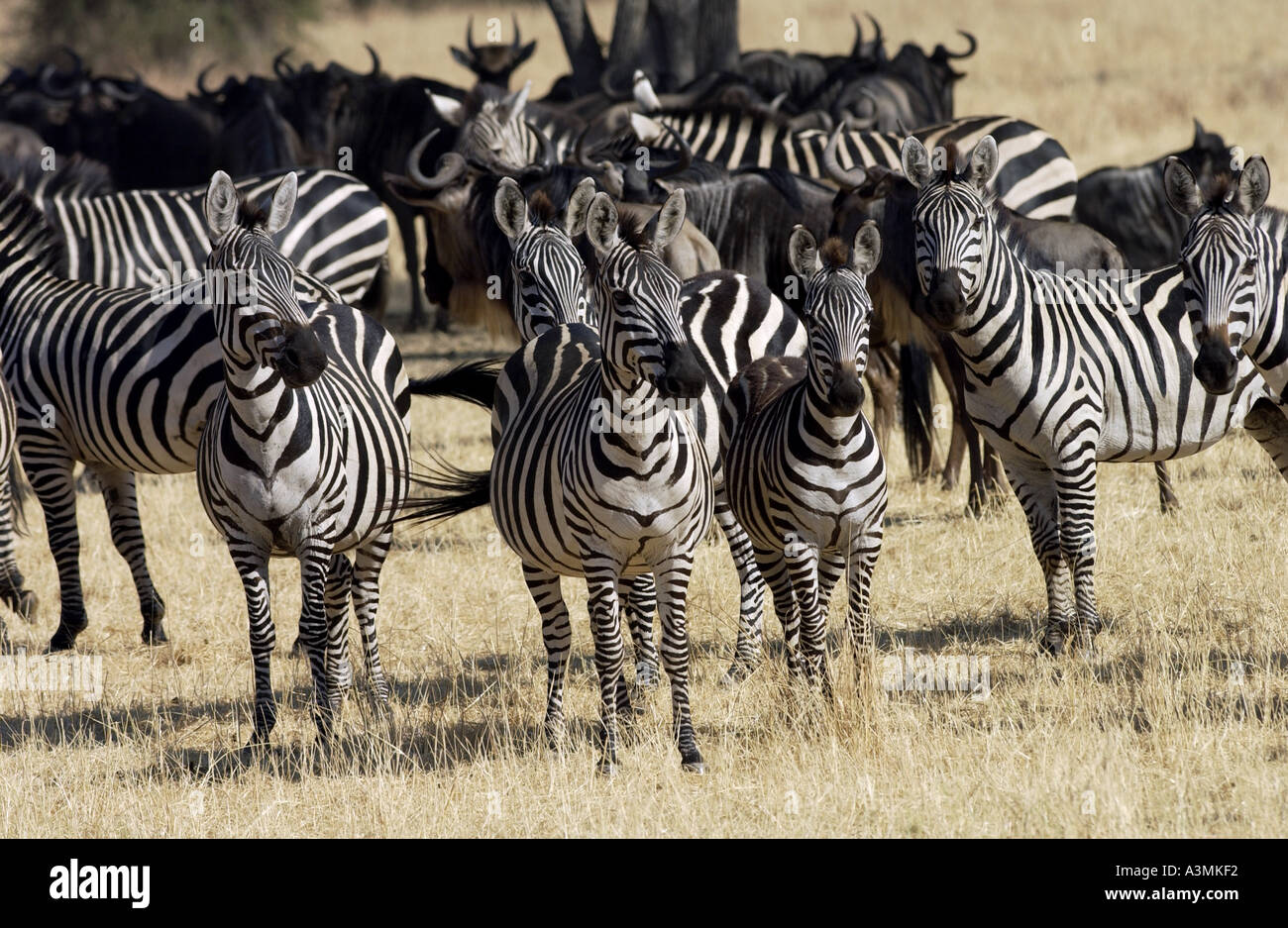 Grant S Zebra Hi res Stock Photography And Images Alamy