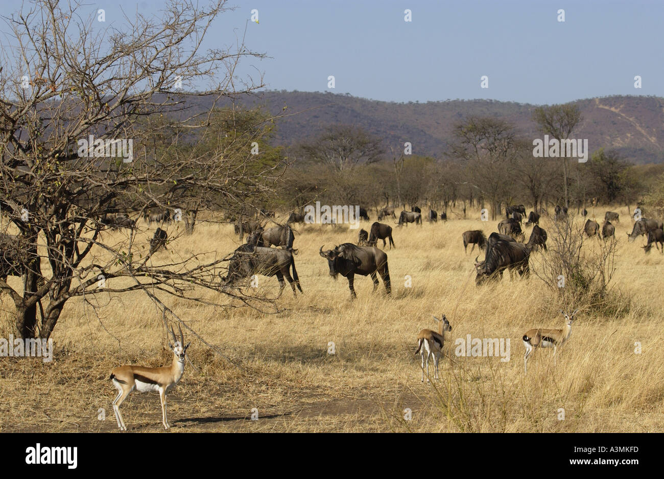 Blue Wildebeest and Thomson s Gazelles Grumeti Tanzania Stock Photo - Alamy