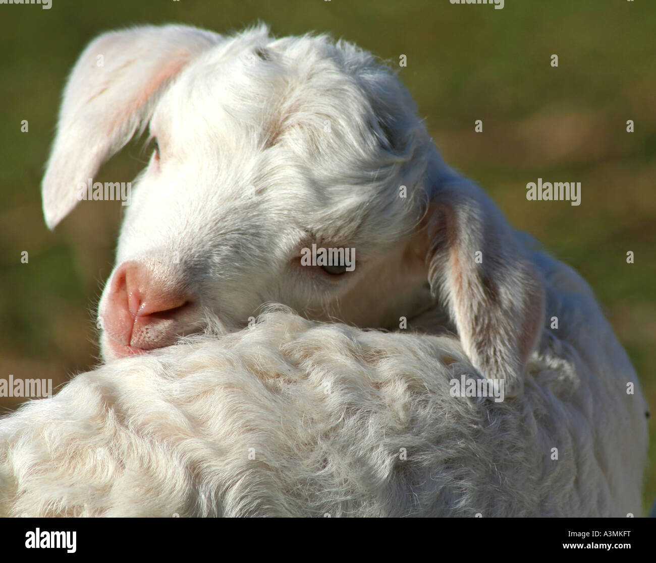 little lamb turning its head Stock Photo Alamy