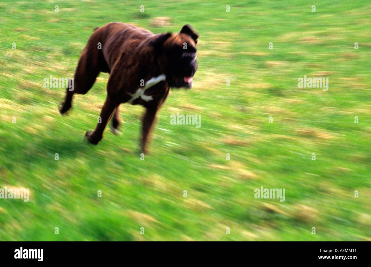 boxer dog speed