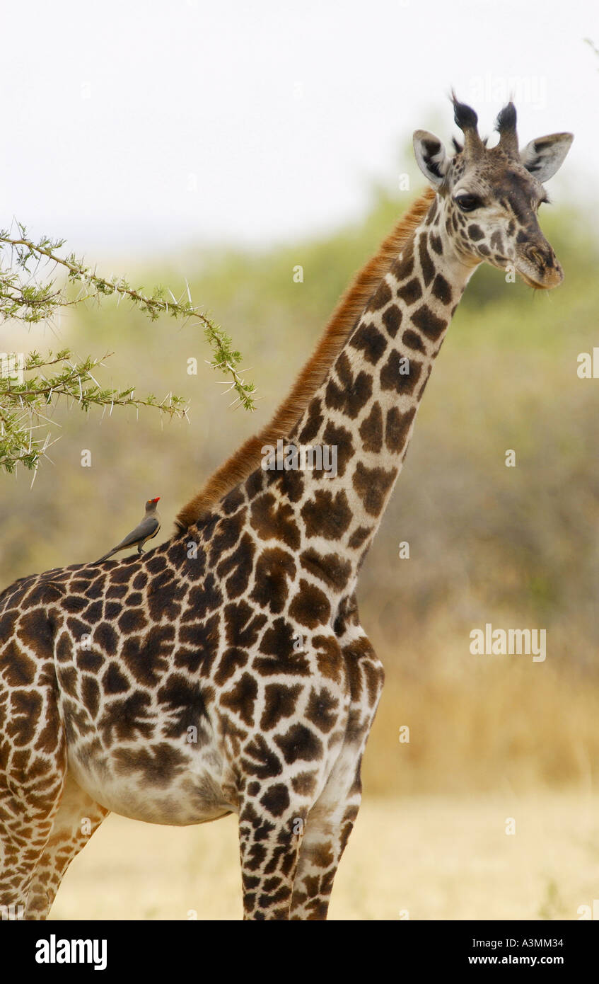 Giraffe Grumeti Tanzania Stock Photo