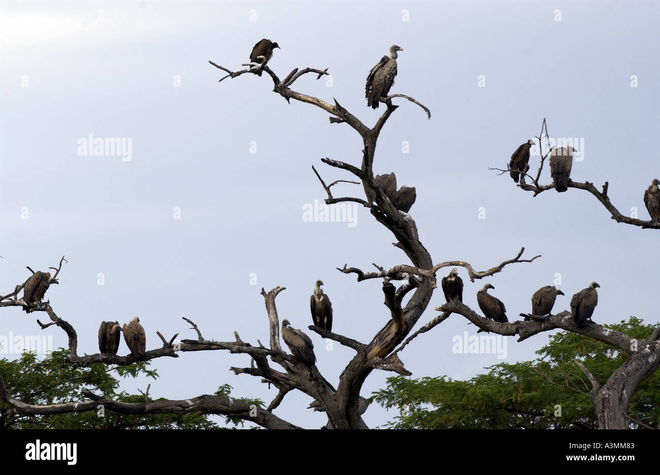 Flock of vultures roosting in trees Grumeti Tanzania East Africa Stock Photo
