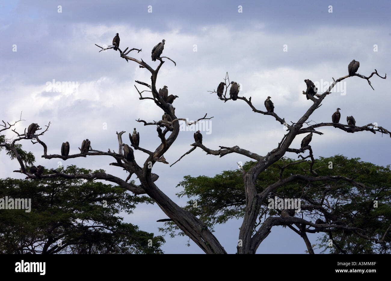 Flock of vultures hires stock photography and images Alamy