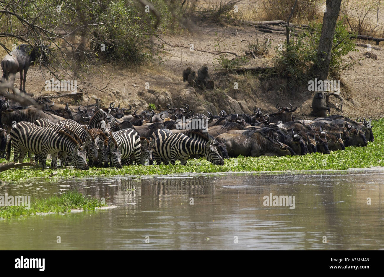 Common Plains Zebra Grant s and Buffalo drinking Grumeti Tanzania Stock ...