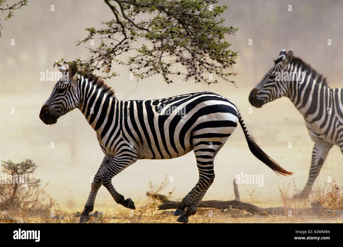 Common Plains Zebra Grant s Grumeti Tanzania Stock Photo - Alamy