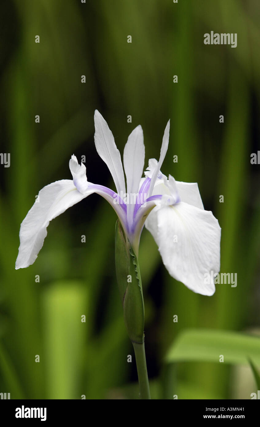 Blue iris flower England Stock Photo