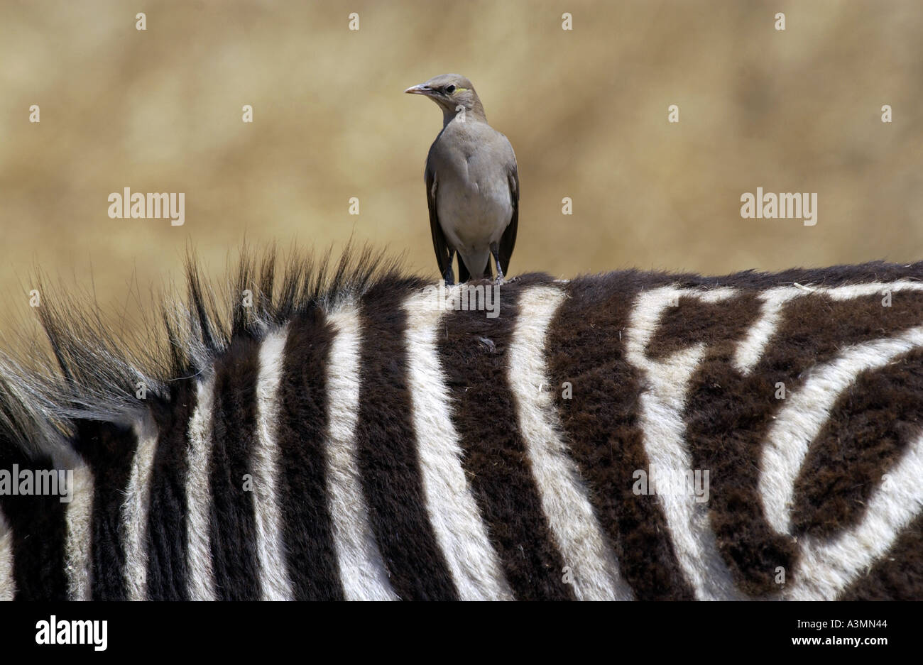 Zebra head bird hires stock photography and images Alamy
