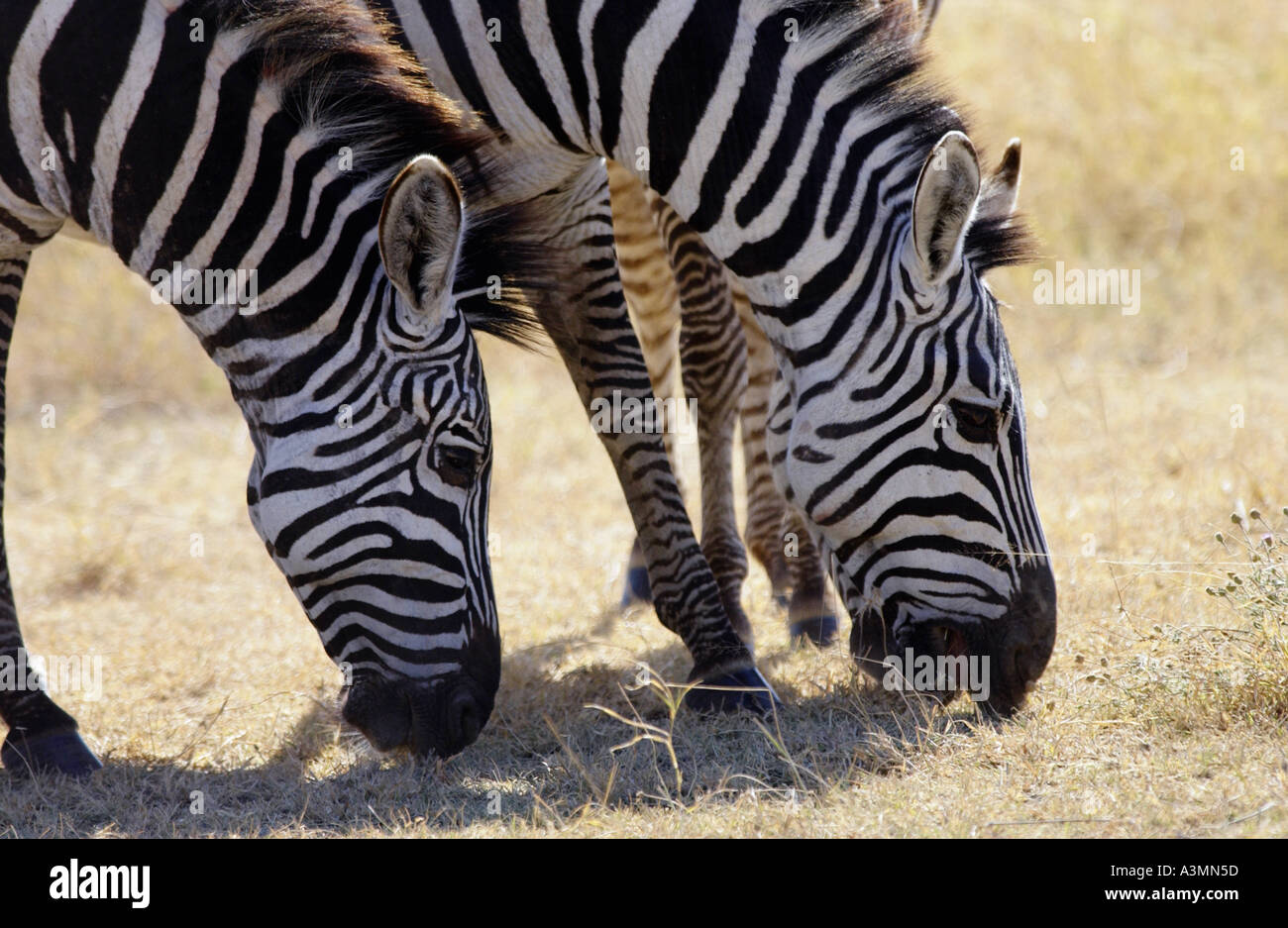 Common Plains Zebra Grant s grazing Ngorongoro Crater Tanzania Stock ...