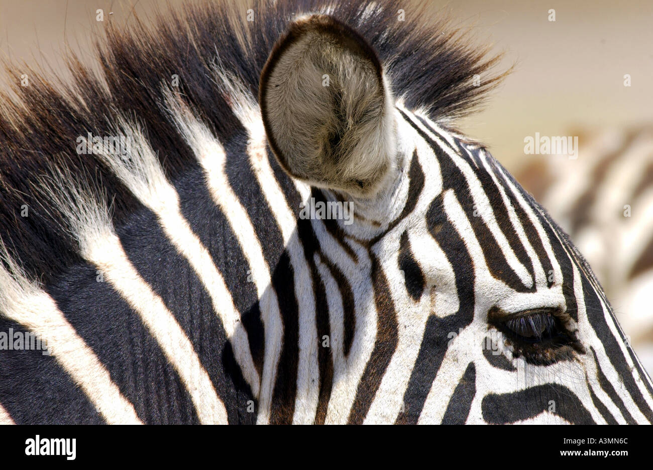 Common Plains Zebra Grant s Ngorongoro Crater Tanzania Stock Photo Alamy