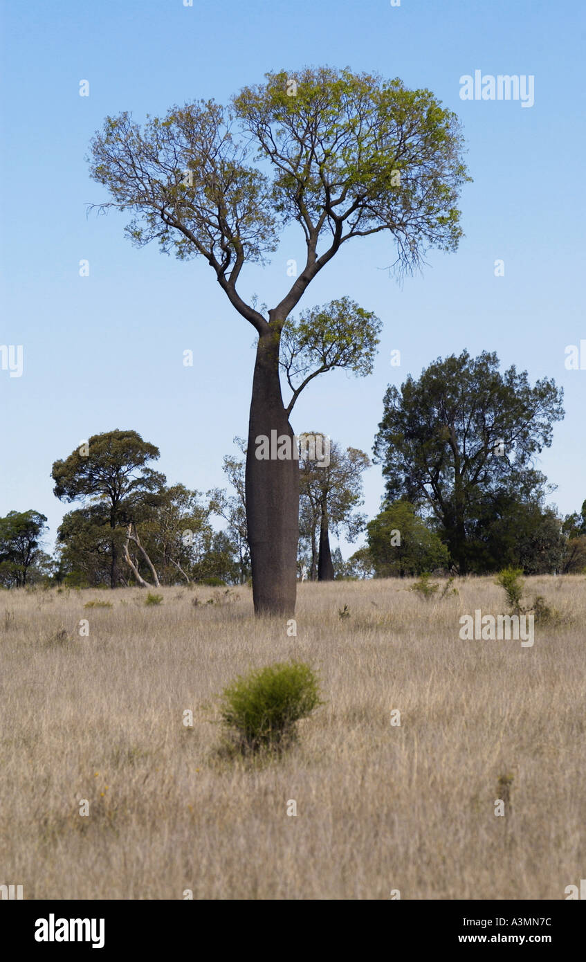 Tree possibly Baobub Queensland Australia Stock Photo
