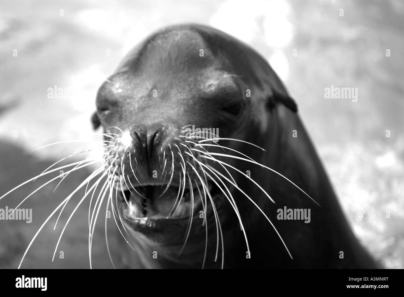 Black & white close up of a seal lion's face Stock Photo Alamy