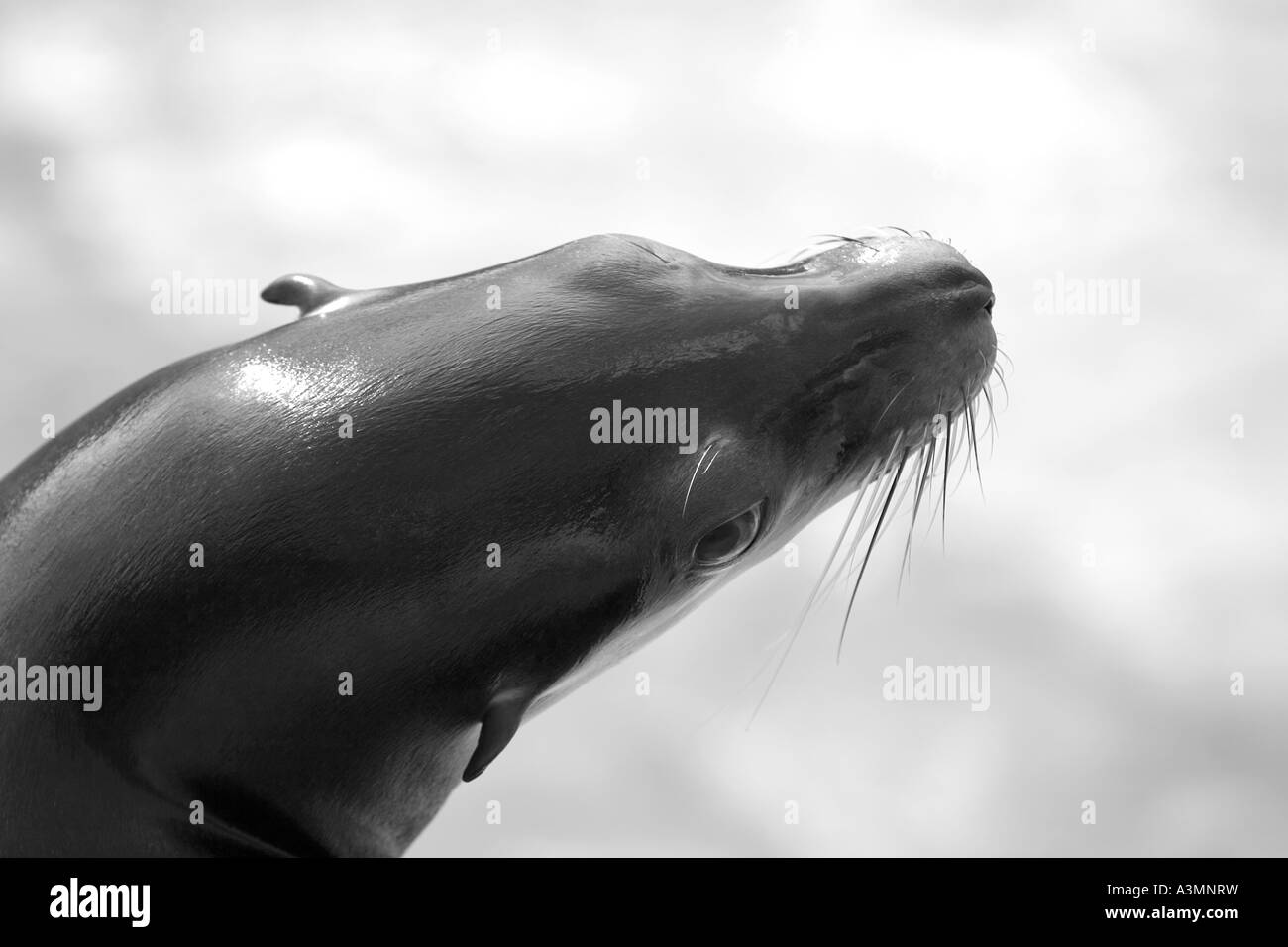 Black & white close up of a seal lion's head, focus on top of head