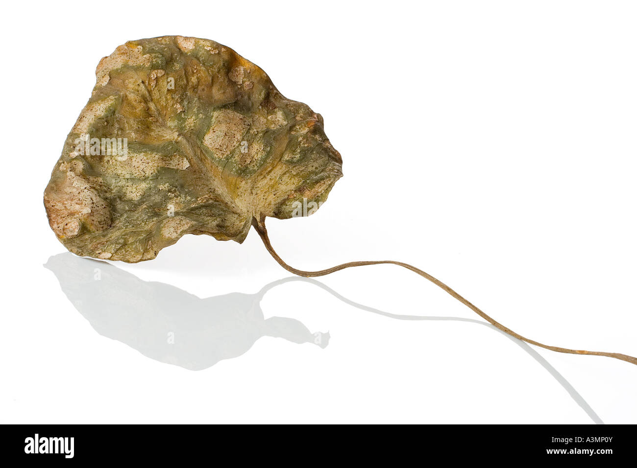 dried up leaf Stock Photo Alamy