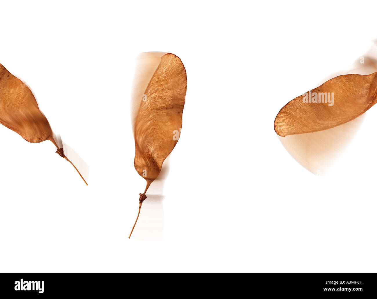 Spinning seeds hires stock photography and images Alamy