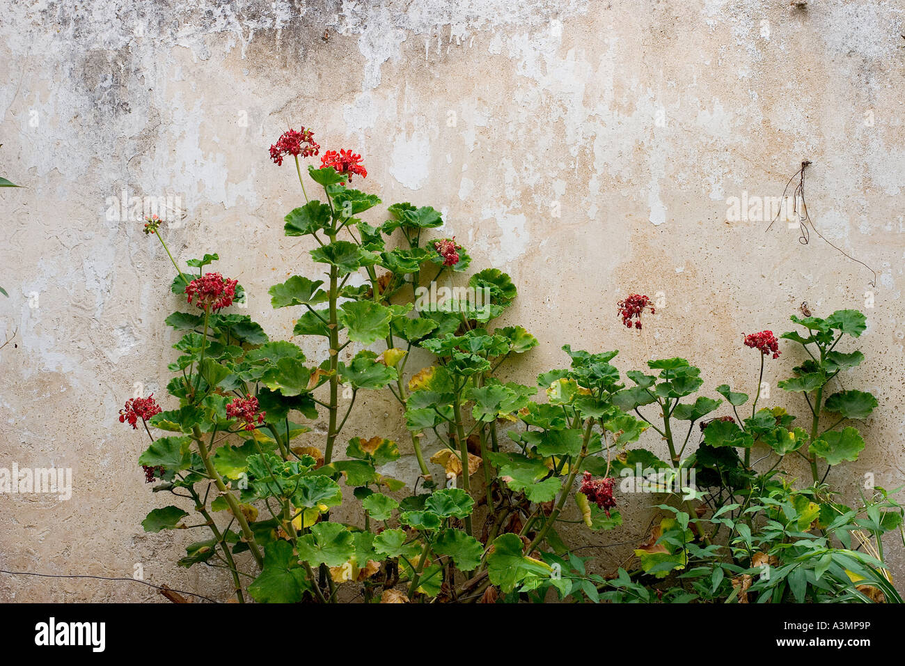 wall with geraniums growing against it Stock Photo